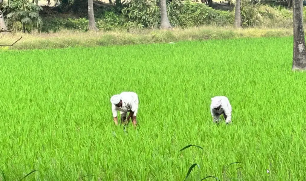 nurture.farm kickstarts its Sustainable Rice Program